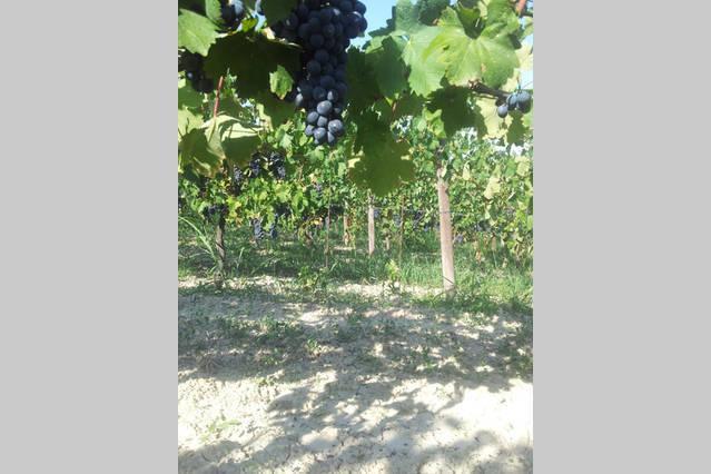 Montiglio B&B Vigneto Pardom المظهر الخارجي الصورة